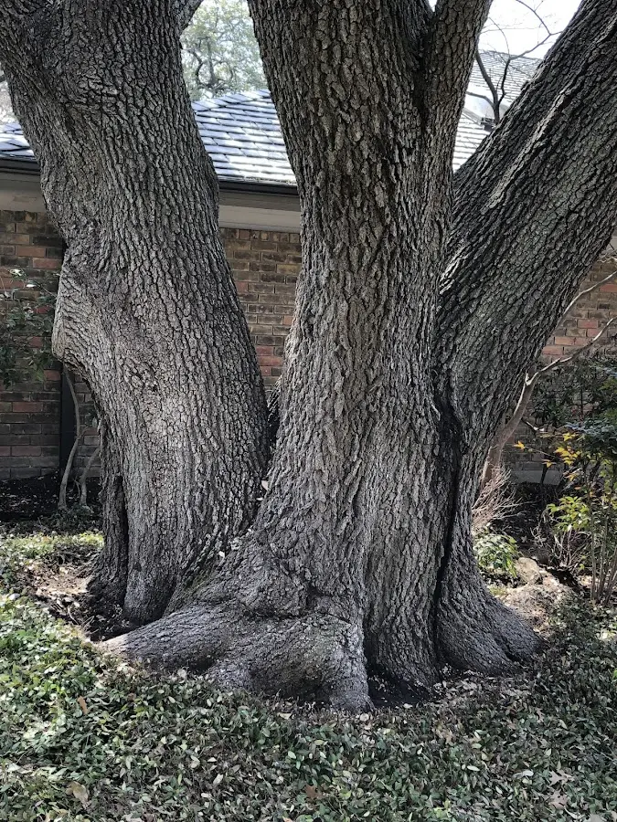 Mature heritage tree close to a Whitesville property cared for by certified arborists